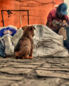 Mendigo e cachorro